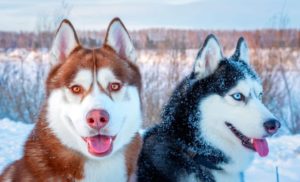 Facts About Siberian Husky