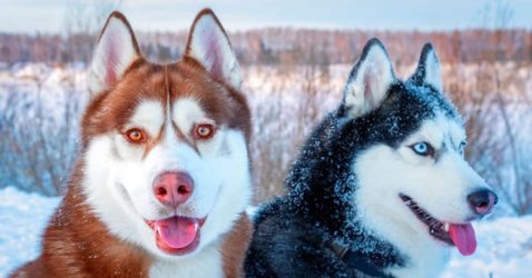 Facts About Siberian Husky