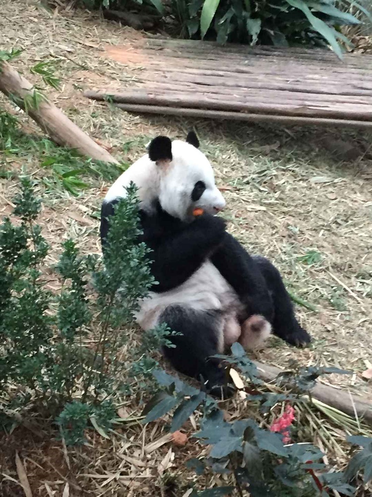 Panda