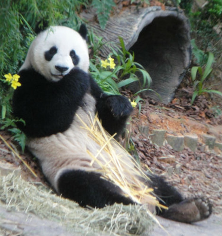 Chinese Giant Panda 