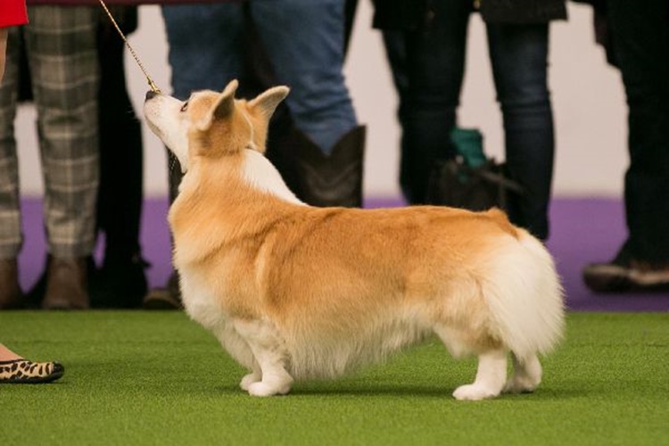 Pembroke Welsh Corgi