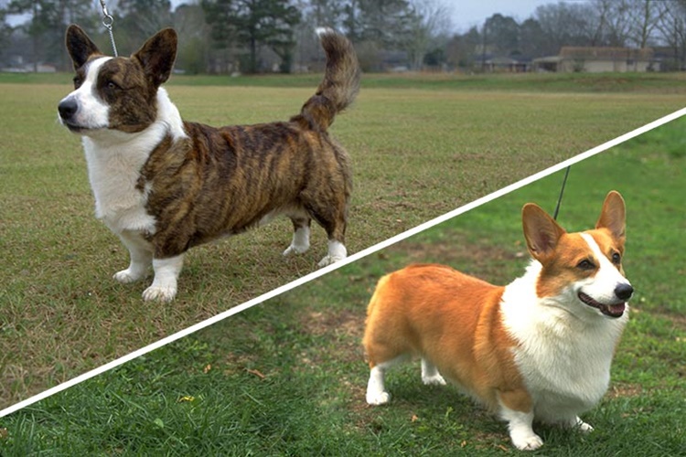 Pembroke Welsh Corgi, Cardigan Corgi