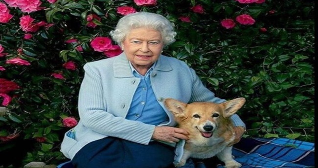 Pembroke Welsh Corgi: Fun Facts about the Dog Breed Queen Elizabeth Loves