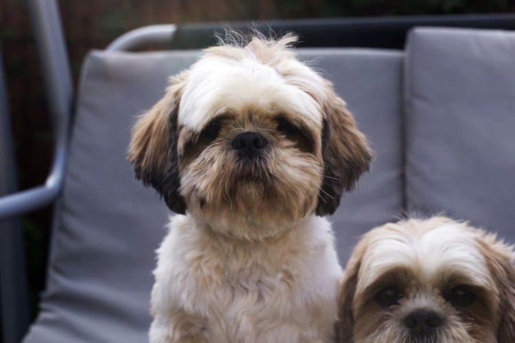 shih tzu