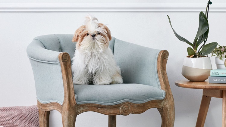 shih tzu