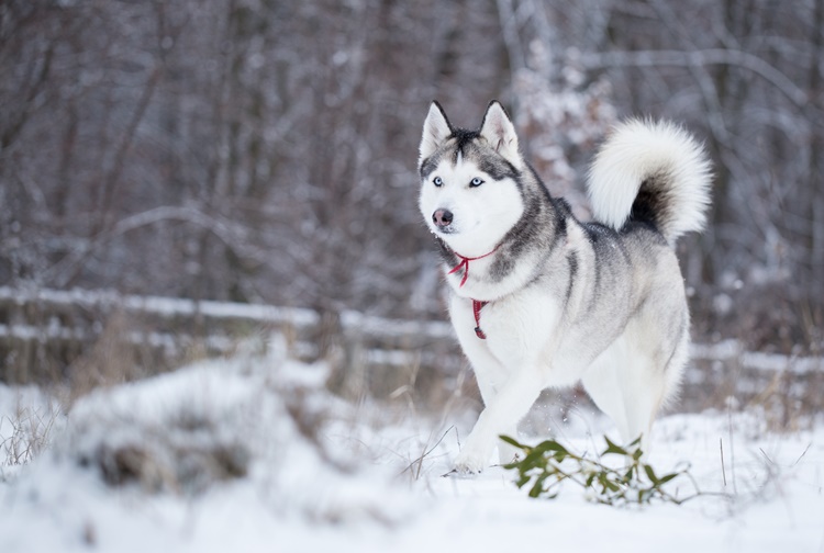 Siberian Huskies