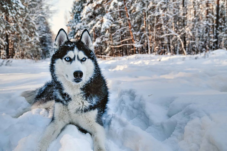 siberian huskies