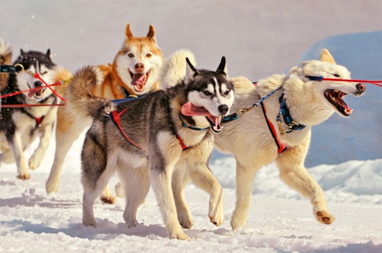 siberian huskies