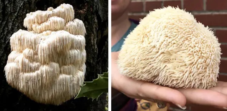 weird looking foods