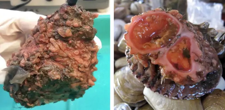 weird looking foods