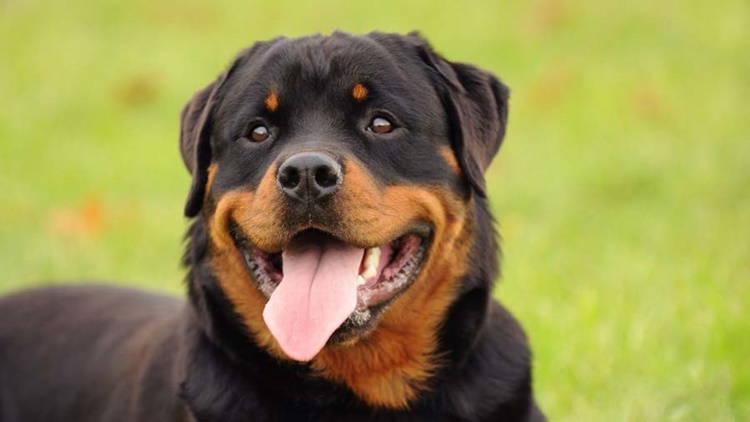 Facts About Rottweiler