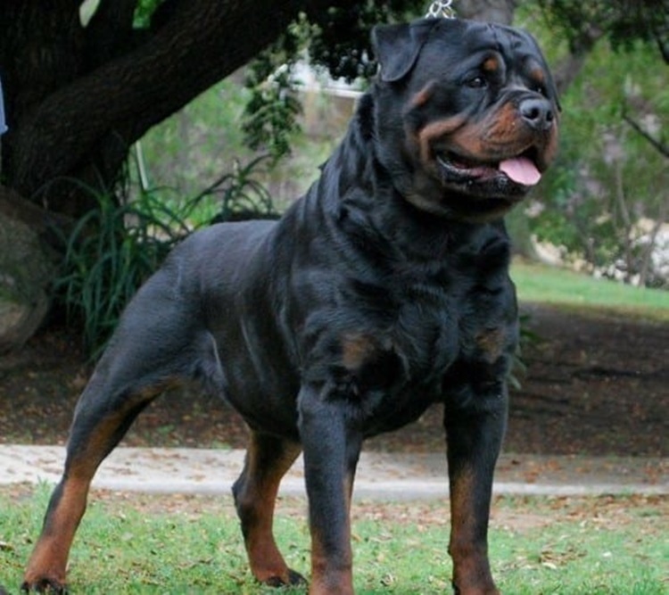 Facts About Rottweiler