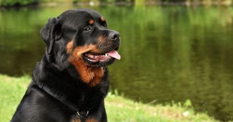 Facts About Rottweiler
