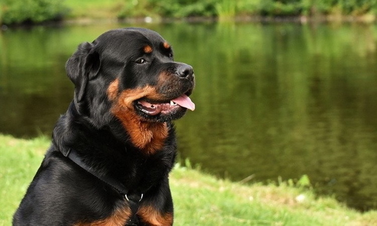 Facts About Rottweiler
