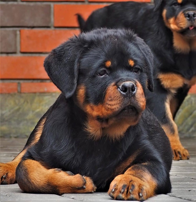 10 Facts About Rottweiler Many People Don't Know About the Breed