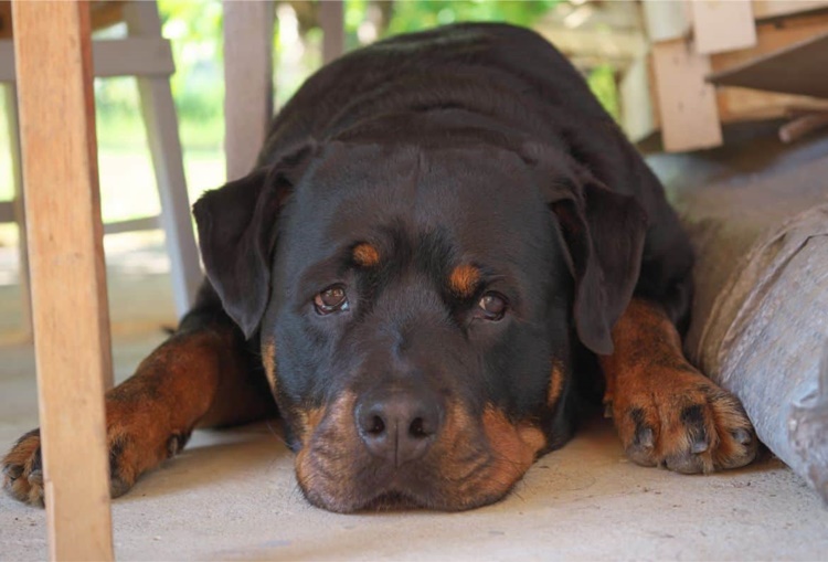 Facts About Rottweiler