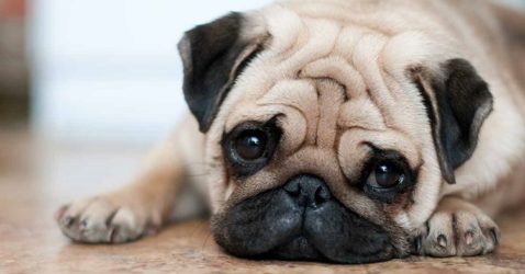 Facts about Pug