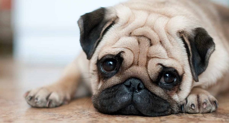 Facts about Pug