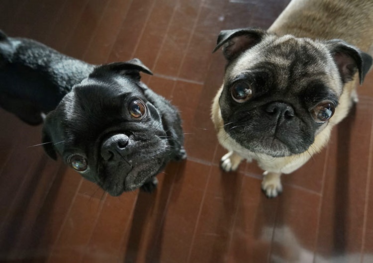 Pugs