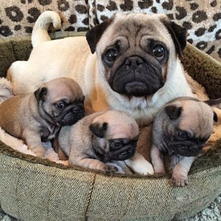 Pugs