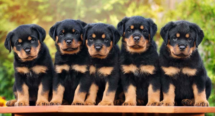 Rottweilers