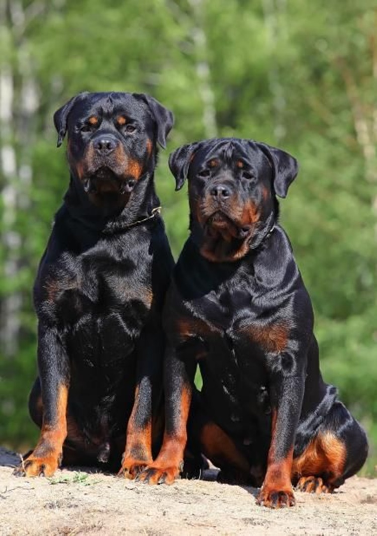 Rottweilers