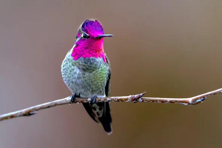 hummingbirds 
