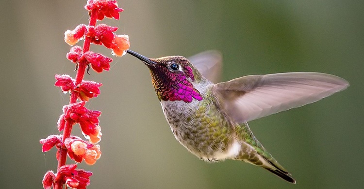 hummingbirds 