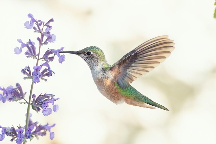 hummingbirds 