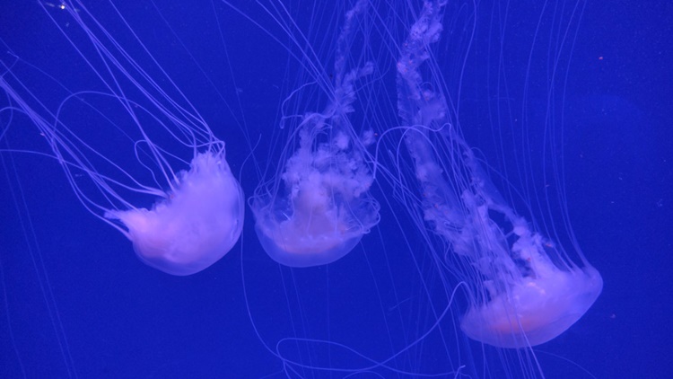 jellyfish