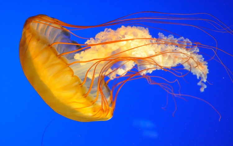 jellyfish 