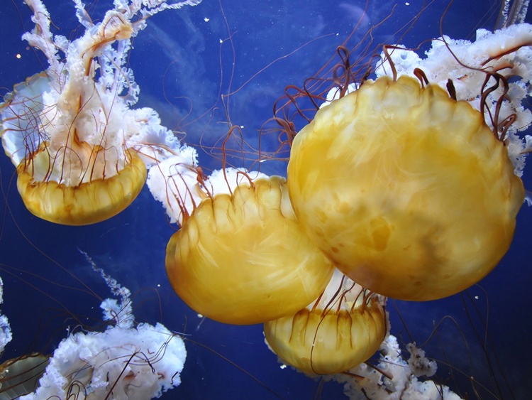 jellyfish 