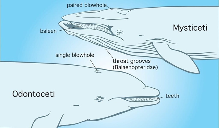 Baleen and Toothed Whale