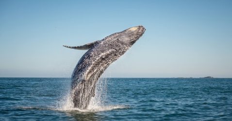 Facts about Whales