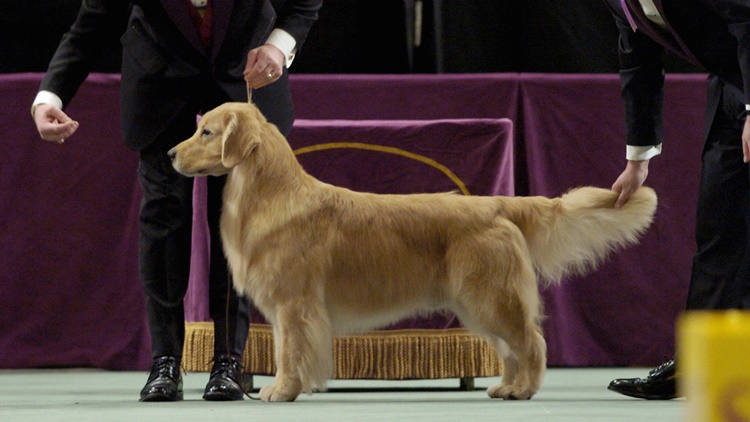 Golden Retriever