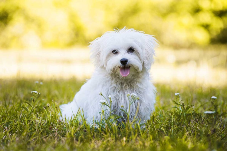 Maltese