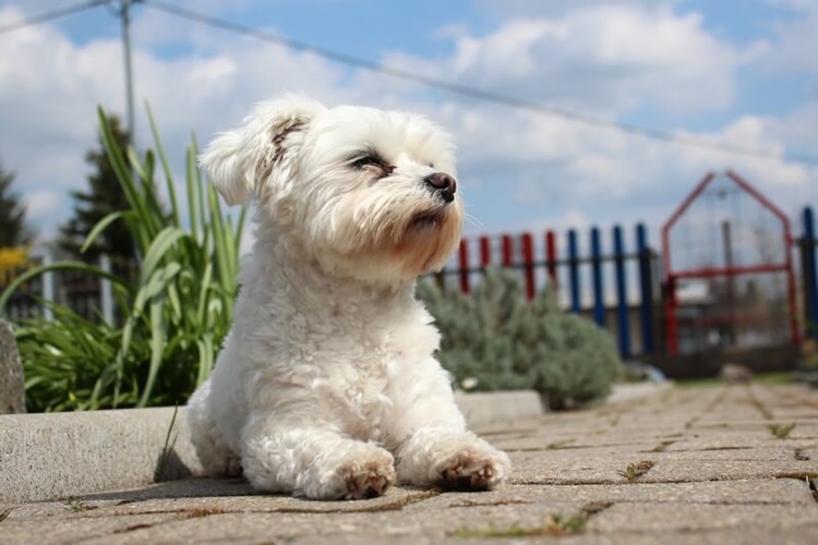 Maltese