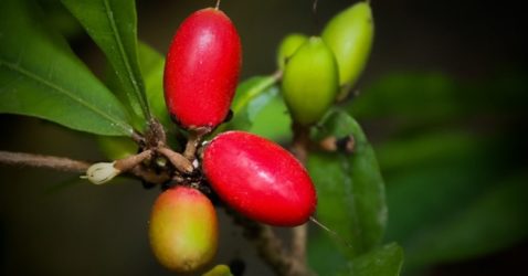 miracle fruit