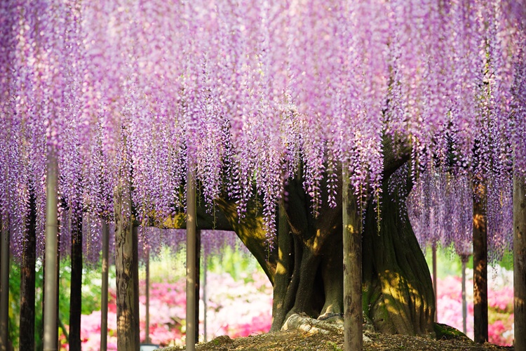 oldest wisteria tree
