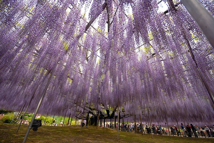 oldest wisteria tree 