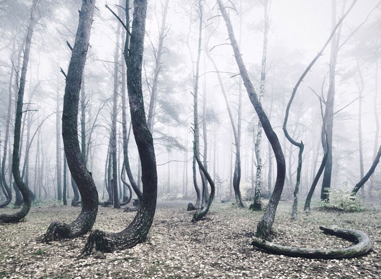 crooked forest 