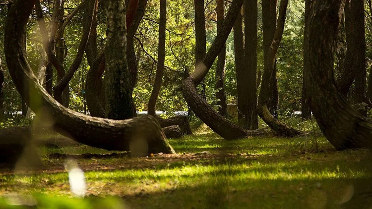 crooked forest 