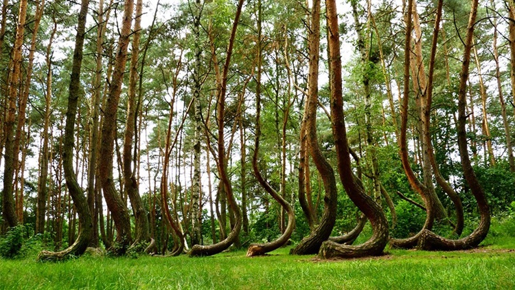 crooked forest 