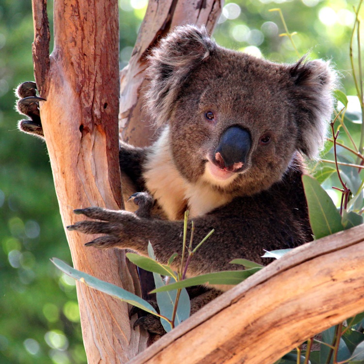 koala