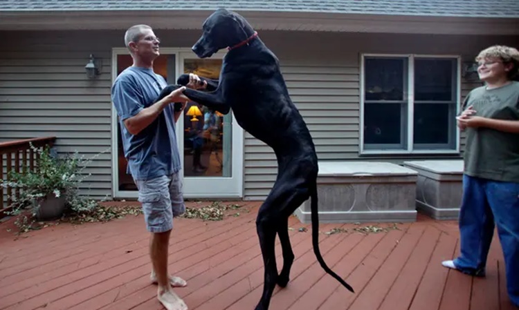 Meet Zeus, the tallest dog - Top 10 World Records