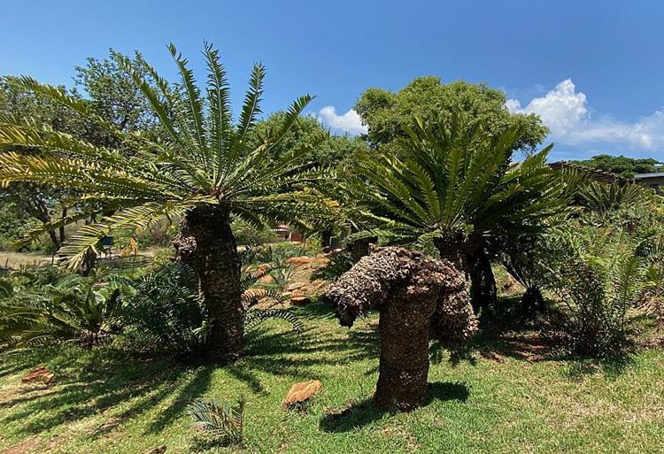 cycads
