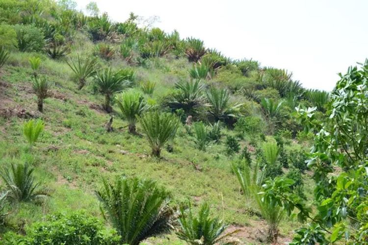 cycads