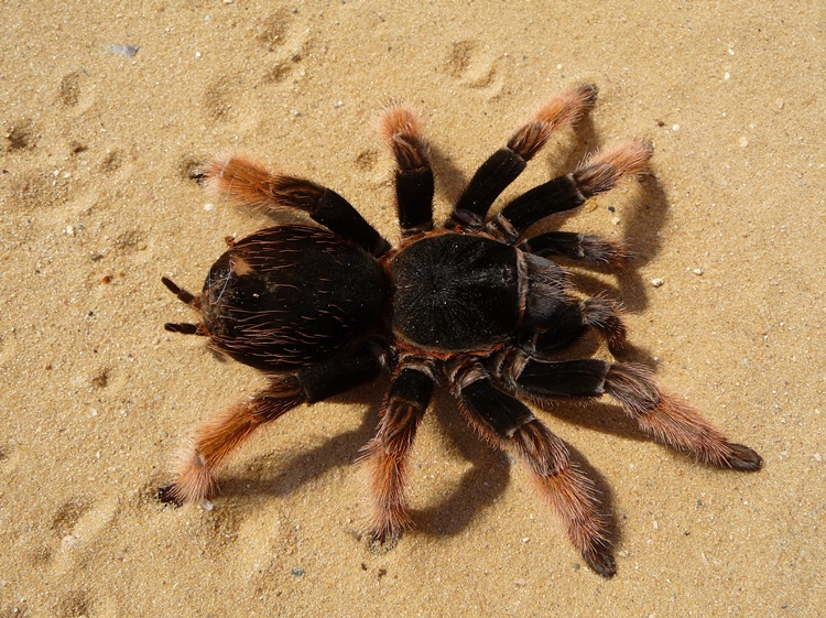 Amazing Facts about Tarantula