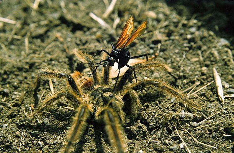 Amazing Facts about Tarantula