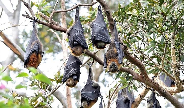 Bats